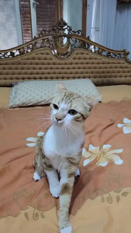 قط بلدي سوري للبيع في ركن الدين