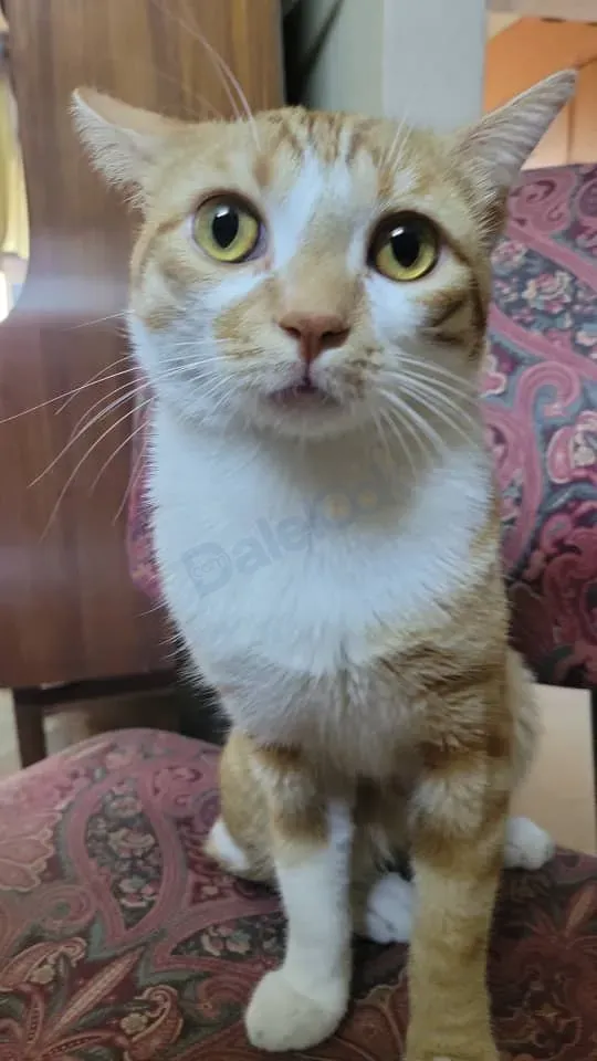 قط بلدي سوري للبيع في ركن الدين