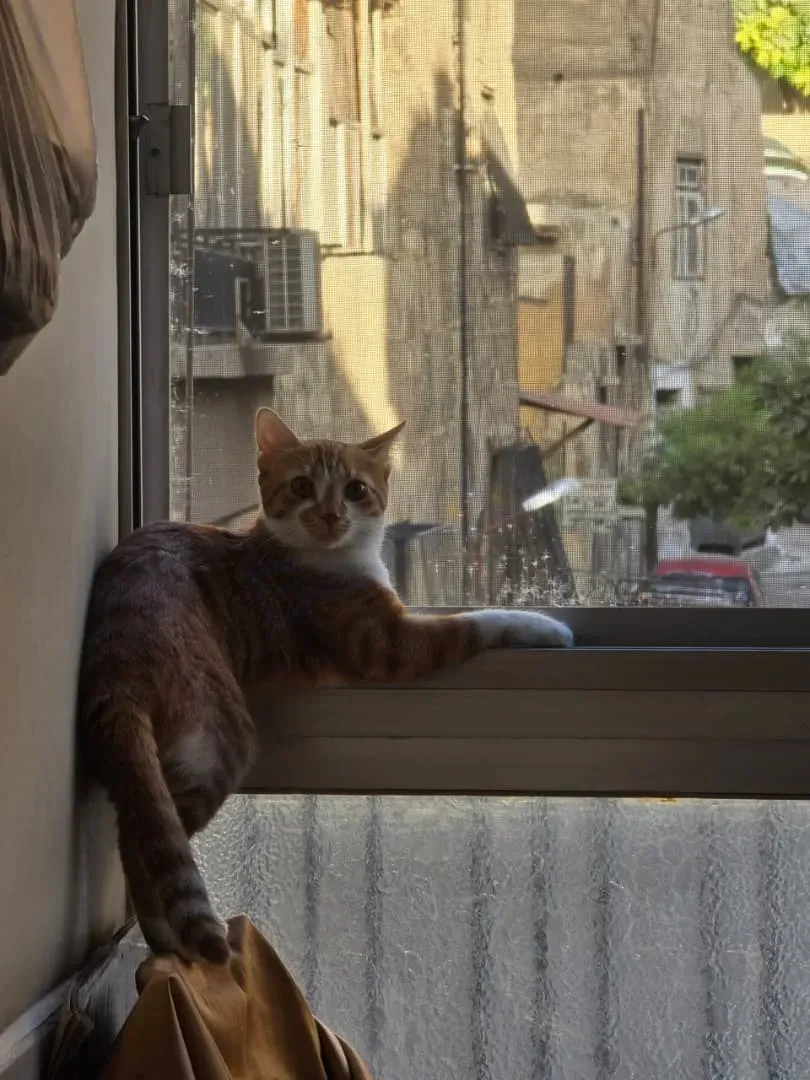 قط بلدي سوري للبيع في ركن الدين