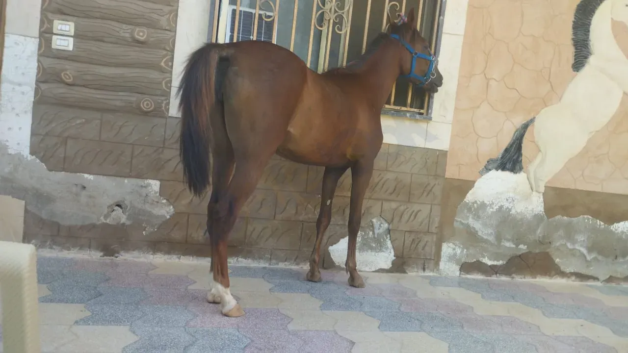 فرس فرنسية محسنة للبيع في الغزلانية