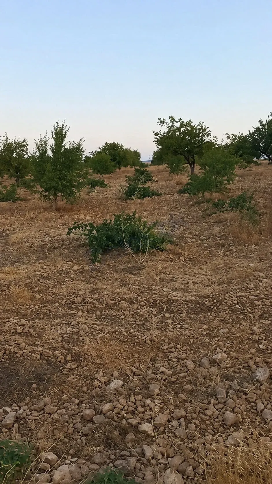 للبيع أرض 10 دونم  في حمص ديرفول
