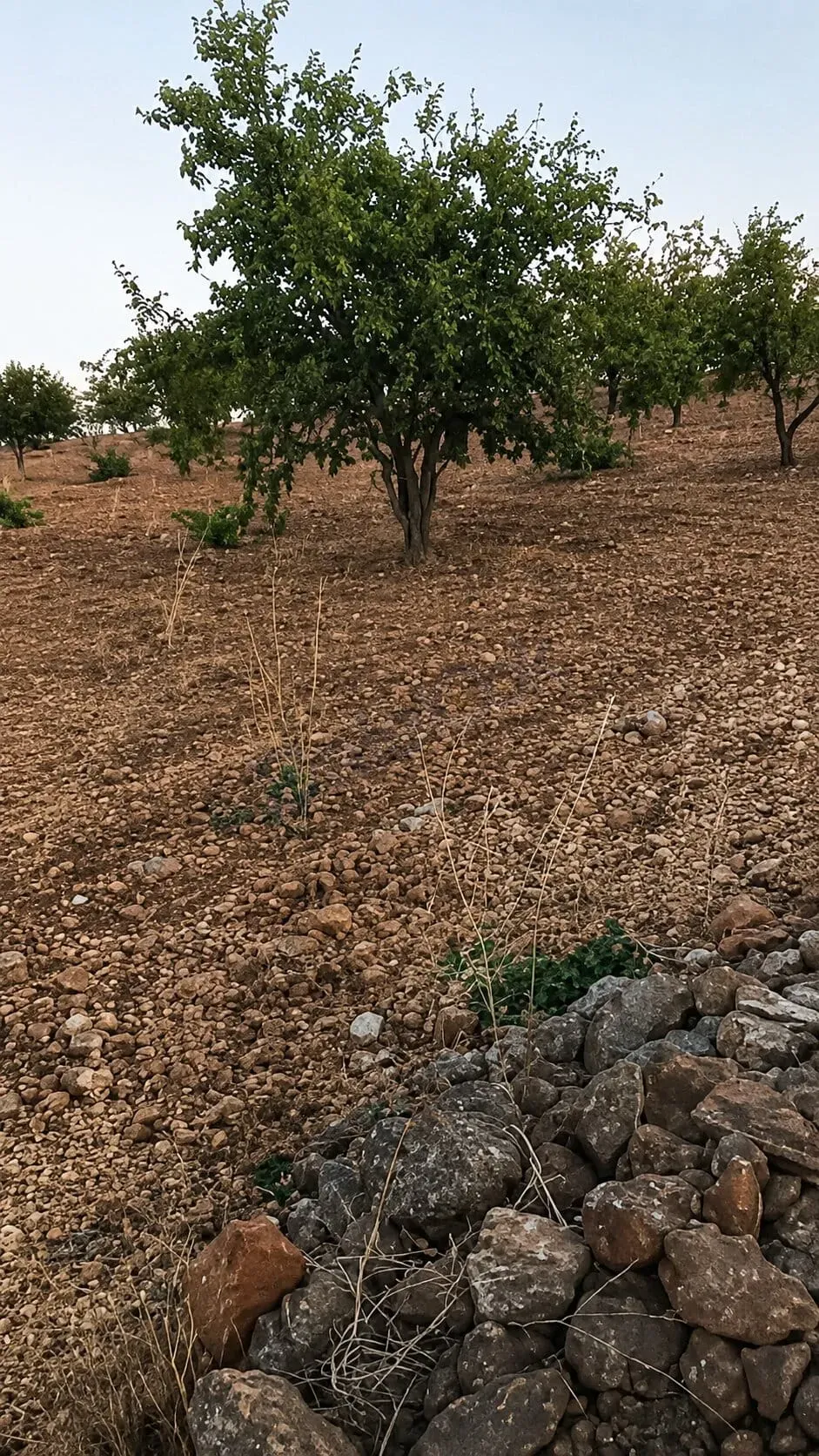 للبيع أرض 10 دونم  في حمص ديرفول