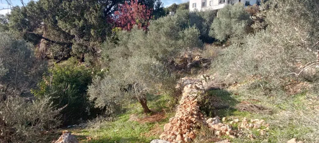 للبيع أرض زراعية من المالك في طرطوس ضهر المشرفة