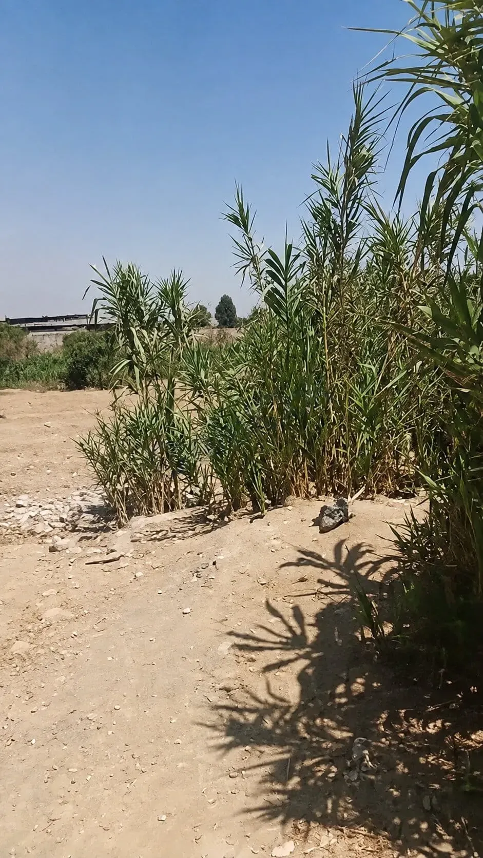 للبيع أرض في الغوطة الشرقية بيت سوا