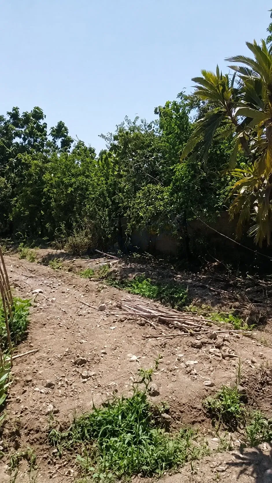 للبيع أرض مشجرة مع غرفتين في بيت سوا