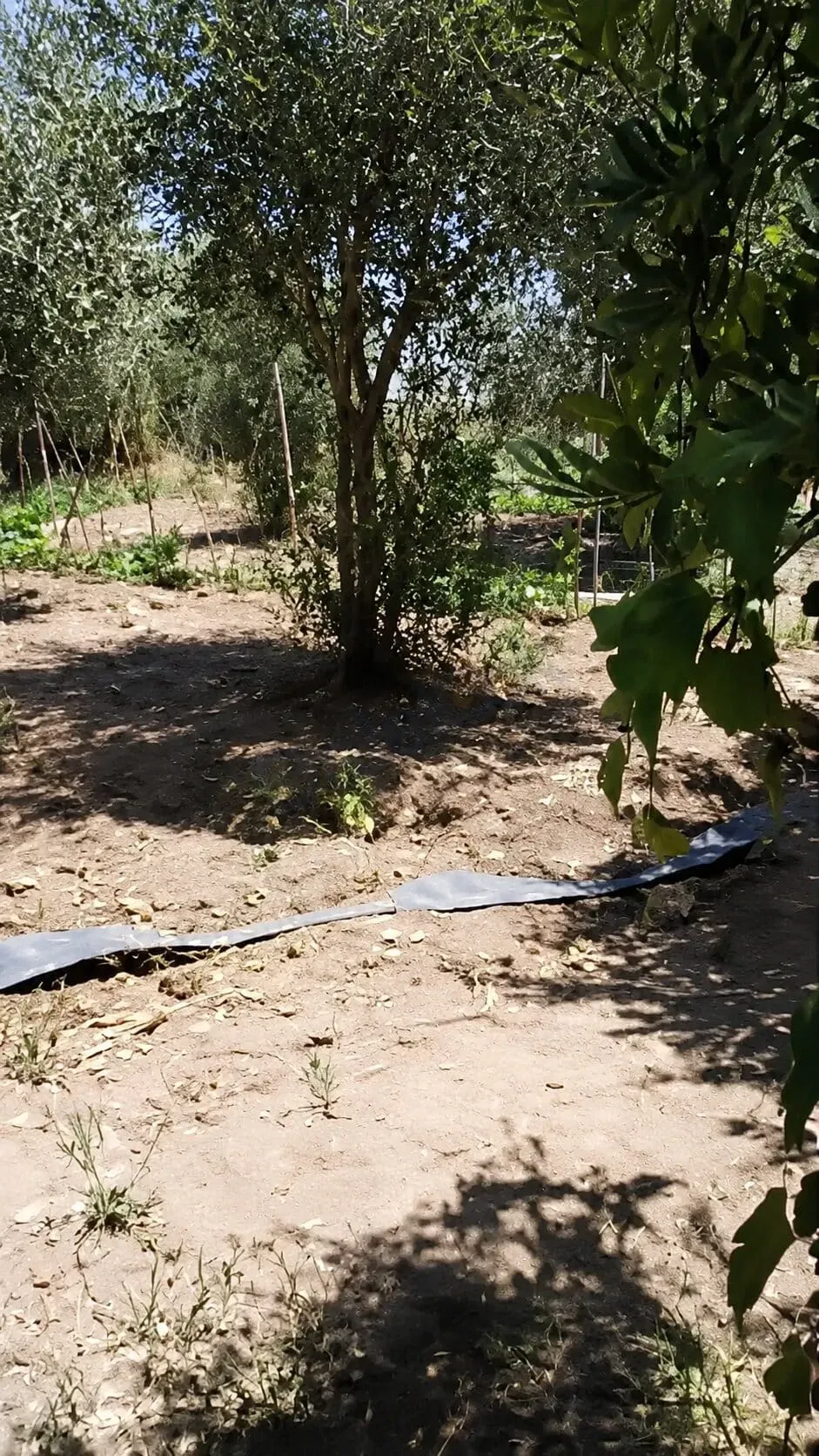 للبيع أرض مشجرة مع غرفتين في بيت سوا