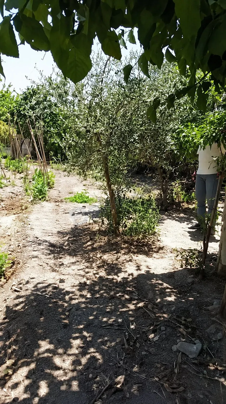 للبيع أرض مشجرة مع غرفتين في بيت سوا