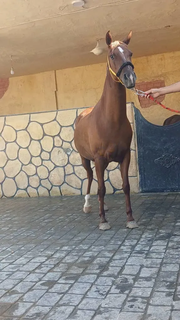للبيع فرس معنكية حدرجية في دمشق