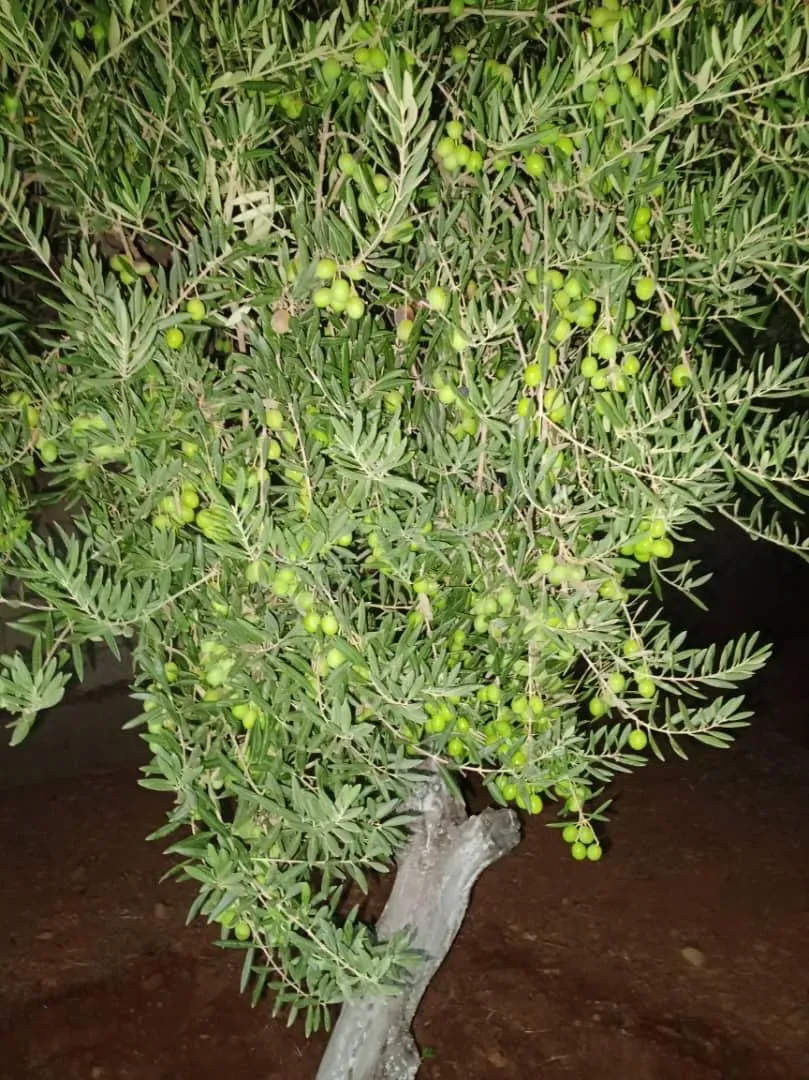 uploads/advertisements/images/للبيع_فيلا_لقطة_في_الديماس__10_-1784489529247.webp