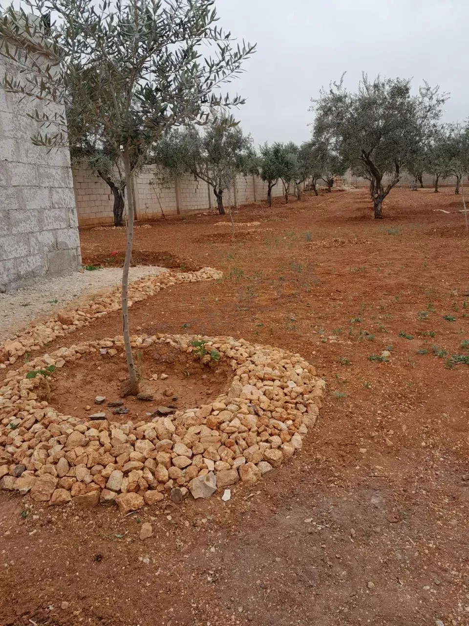 للبيع فيلا لقطة في الديماس