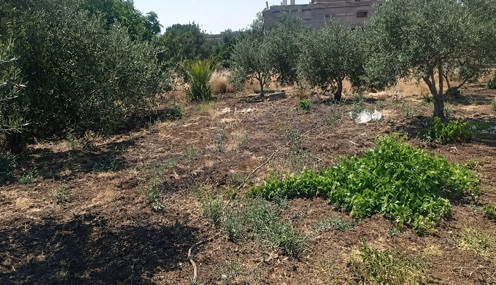 للبيع مزرعة في السويداء القريا