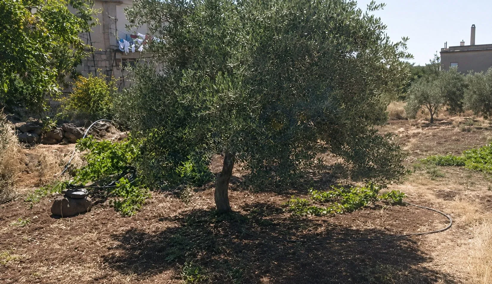للبيع مزرعة في السويداء القريا