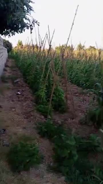 للبيع أرض ريف دمشق بيت سوا.mp4
